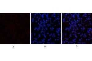 Immunofluorescence analysis of rat lung tissue. (Cytochrome C antibody  (AA 1268-1341))