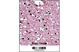 BIN1 Antibody immunohistochemistry analysis in formalin fixed and paraffin embedded human brain tissue followed by peroxidase conjugation of the secondary antibody and DAB staining. (BIN1 antibody  (AA 360-389))