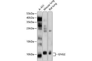 Western blot analysis of extracts of various cell lines, using GNG2 antibody (ABIN6133410, ABIN6141236, ABIN6141237 and ABIN6214513) at 1:1000 dilution. (GNG2 antibody  (AA 1-71))