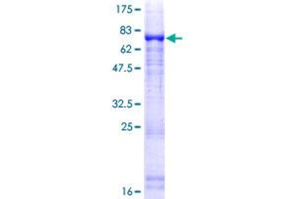 NIM1 Protein (AA 1-436) (GST tag)