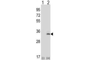 Western blot analysis of IL-33 antibody and 293 cell lysate (2 ug/lane) either nontransfected (Lane 1) or transiently transfected (2) with the IL33 gene. (IL-33 antibody  (AA 50-79))