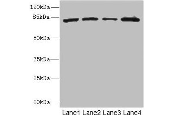ZP2 antibody  (AA 651-745)