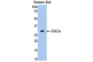 Western blot analysis of the recombinant protein. (Elastase 3B antibody  (AA 28-269))