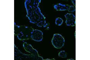 IF analysis of ALPP using anti-ALPP antibody (ABIN7602772). (PLAP antibody  (C-Term))