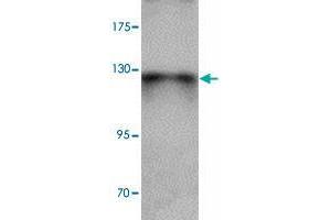 Western blot analysis of ZBTB4 in SK-N-SH cell lysate with ZBTB4 polyclonal antibody  at 1 ug/mL.
