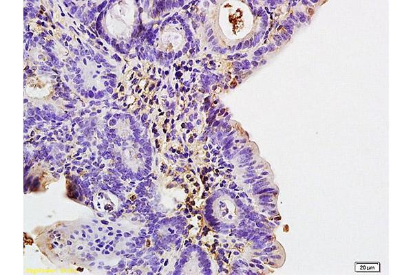 COLEC10 antibody  (AA 151-230)