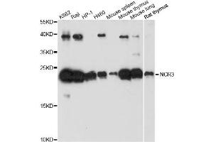 Western blot analysis of extracts of various cell lines, using NCR3 antibody. (NCR3 antibody)