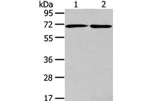 Western Blot analysis of A431 and hela cell using ARFGAP2 Polyclonal Antibody at dilution of 1/200