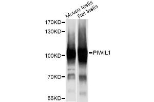 Western blot analysis of extracts of various cell lines, using PIWIL1 antibody (ABIN6293459) at 1:1000 dilution. (PIWIL1 antibody)