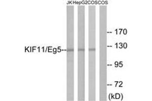 Western blot analysis of extracts from Jurkat/HepG2/COS cells, using KIF11/Eg5 (Ab-927) Antibody. (KIF11 antibody  (AA 892-941))