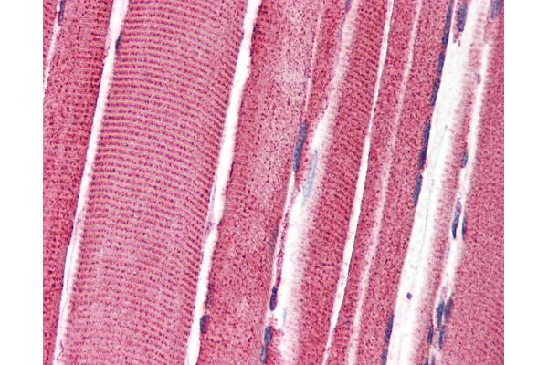 FEZ2 antibody  (C-Term)