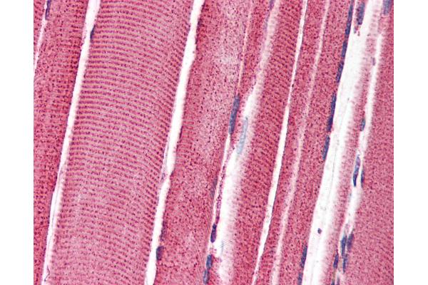 FEZ2 antibody  (C-Term)