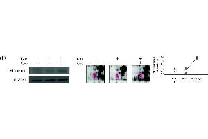 Western Blotting (WB) image for anti-Glyceraldehyde-3-Phosphate Dehydrogenase (GAPDH) antibody (ABIN2857072)