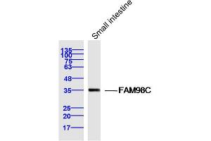 Mouse small intestine lysates probed with FAM98C Polyclonal Antibody, Unconjugated  at 1:300 dilution and 4˚C overnight incubation. (FAM98C antibody  (AA 161-260))
