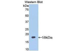 Western Blotting (WB) image for anti-Interleukin 13 Receptor, alpha 1 (IL13RA1) (AA 28-171) antibody (ABIN1174862)