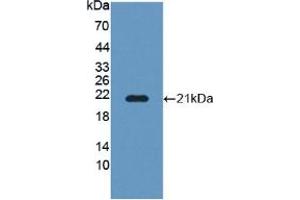 Figure. (POFUT1 antibody  (AA 238-388))