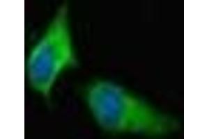 Immunofluorescent analysis of Hela cells using ABIN7166432 at dilution of 1:100 and Alexa Fluor 488-congugated AffiniPure Goat Anti-Rabbit IgG(H+L) (METTL21C antibody  (AA 6-145))