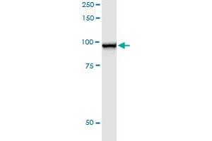 Immunoprecipitation of STAT5A transfected lysate using anti-STAT5A MaxPab rabbit polyclonal antibody and Protein A Magnetic Bead , and immunoblotted with STAT5A purified MaxPab mouse polyclonal antibody (B01P) . (STAT5A antibody  (AA 1-794))
