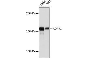 Western blot analysis of extracts of various cell lines, using  Rabbit mAb (ABIN7265458) at 1:1000 dilution. (ADAR antibody)