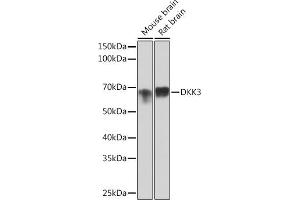 Western blot analysis of extracts of various cell lines, using DKK3 Rabbit mAb (ABIN1680063, ABIN3018243, ABIN3018244 and ABIN7101586) at 1:1000 dilution. (DKK3 antibody)
