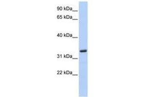 Image no. 1 for anti-Membrane-Spanning 4-Domains, Subfamily A, Member 4 (MS4A4A) (N-Term) antibody (ABIN6744279) (MS4A4A antibody  (N-Term))