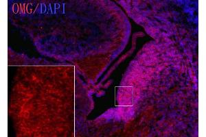 IHC-Fr Image OMG antibody [C1C2] detects OMG protein on embryonic mouse brain by immunohistochemical analysis. (OMG antibody  (C-Term))