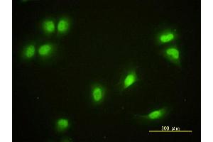 Immunofluorescence (IF) image for anti-Cryptochrome 1 (Photolyase-Like) (CRY1) (AA 1-586) antibody (ABIN560474)