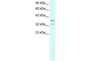 Western Blotting (WB) image for anti-Forkhead Box L1 (FOXL1) antibody (ABIN2460420) (FOXL1 antibody)