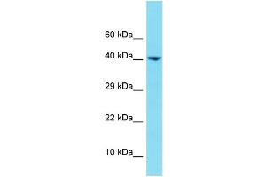 Western Blotting (WB) image for anti-Heterogeneous Nuclear Ribonucleoprotein U-Like 1 (HNRNPUL1) (N-Term) antibody (ABIN2791239) (HNRNPUL1 antibody  (N-Term))