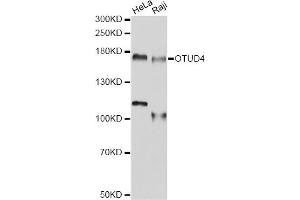 Western blot analysis of extracts of various cell lines, using OTUD4 antibody (ABIN6293788) at 1:1000 dilution.