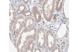 ABIN6267298 at 1/200 staining human kidney tissue sections by IHC-P.