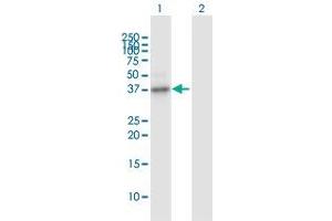 Western Blot analysis of ZNF215 expression in transfected 293T cell line by ZNF215 MaxPab polyclonal antibody.
