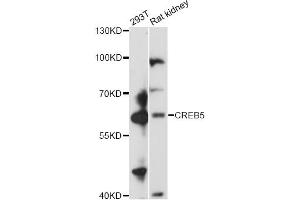 Western blot analysis of extracts of various cell lines, using CREB5 antibody (ABIN6290134) at 1:3000 dilution.