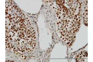 Immunoperoxidase of monoclonal antibody to PSIP1 on formalin-fixed paraffin-embedded human testis. (PSIP1 antibody  (AA 1-50))