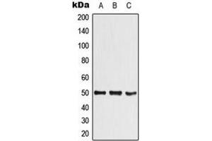Western blot analysis of SHARP1 expression in SHSY5Y (A), RAW264. (BHLHE41 antibody  (N-Term))