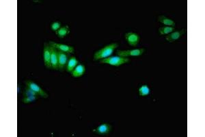 Immunofluorescent analysis of HepG2 cells using ABIN7152246 at dilution of 1:100 and Alexa Fluor 488-congugated AffiniPure Goat Anti-Rabbit IgG(H+L) (SLC1A7 antibody  (AA 115-220))