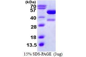 SDS-PAGE (SDS) image for K(lysine) Acetyltransferase 2A (KAT2A) (AA 411-837) protein (His tag) (ABIN667533) (KAT2A Protein (AA 411-837) (His tag))