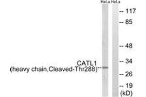 Western blot analysis of extracts from HeLa cells, treated with etoposide 25uM 1h, using CATL1 (heavy chain,Cleaved-Thr288) Antibody.