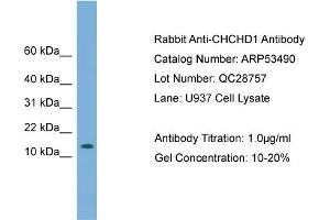WB Suggested Anti-CHCHD1  Antibody Titration: 0. (CHCHD1 antibody  (N-Term))