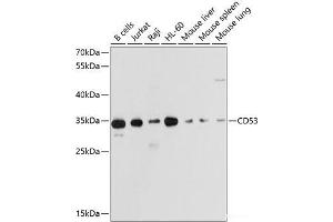 Western blot analysis of extracts of various cell lines using CD53 Polyclonal Antibody at dilution of 1:1000. (CD53 antibody)