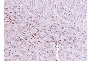 IHC analysis of SCRN1 using anti-SCRN1 antibody (ABIN7602923). (Secernin 1 antibody  (C-Term))