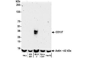 Western Blotting (WB) image for anti-Tumor Necrosis Factor Receptor Superfamily, Member 9 (TNFRSF9) (AA 24-189) antibody (ABIN7455143)
