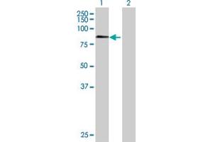Western Blot analysis of ZNF398 expression in transfected 293T cell line by ZNF398 MaxPab polyclonal antibody. (ZNF398 antibody  (AA 1-642))