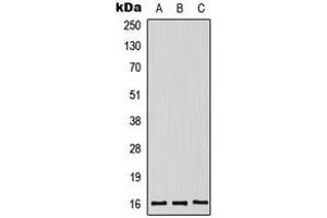 Western blot analysis of Midkine expression in HeLa (A), HepG2 (B), mouse kidney (C) whole cell lysates.