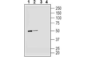 Parkinson Protein 2, E3 Ubiquitin Protein Ligase (Parkin) (PARK2) peptide