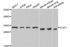 Western blot analysis of extracts of various cell lines, using CLIC1 antibody. (CLIC1 antibody)