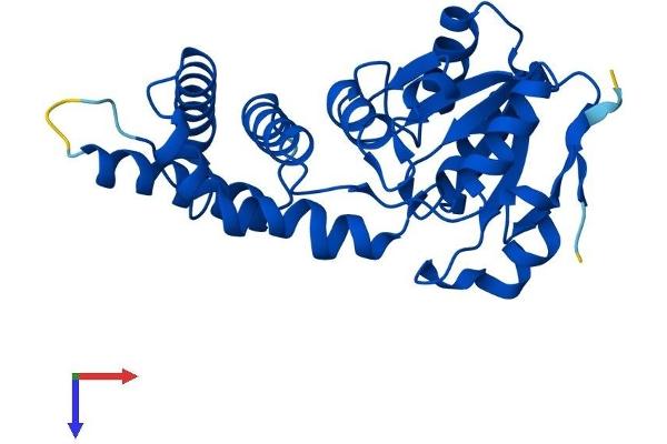 MASA Protein (AA 1-257) (His tag)