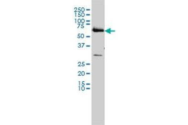 CCT6B antibody  (AA 1-530)