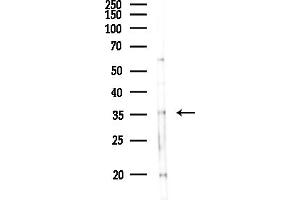 anti-Guanine Nucleotide Binding Protein (G Protein), beta Polypeptide 2 (GNB2) (C-Term) antibody