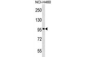 Western Blotting (WB) image for anti-F-Box and Leucine-Rich Repeat Protein 13 (FBXL13) antibody (ABIN2999226) (FBXL13 antibody)